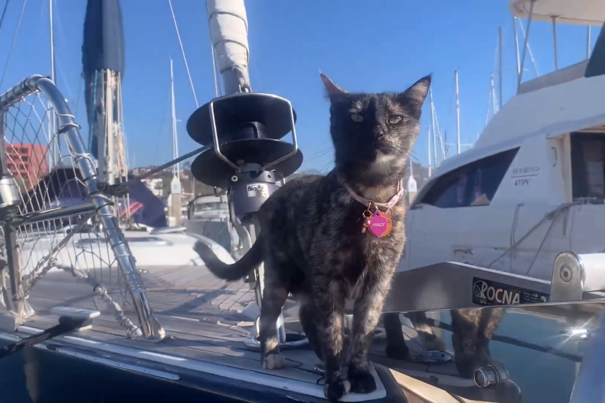 Cat on boat_1.1.1